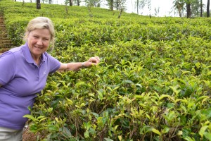 Julie got the knack of picking tea leaves very quickly