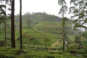 Tea plants carpeted the hillsides in all directions