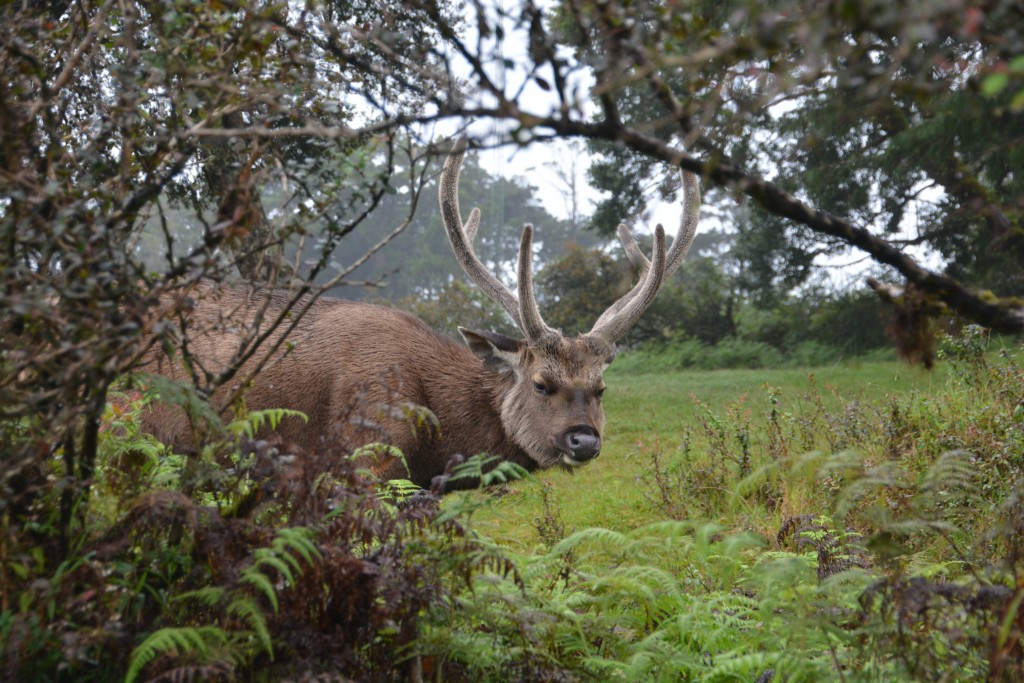 A male Sambar deer, a huge animal and a little curious of this stranger stalking him
