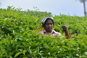 A Tamil chin deep in tea plants quickly plucking the top leaves and throwing them in her basket
