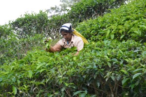 One of the dozens of Tamil tea pickers we met along the early morning walk