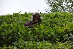 This has to be the hardest of work but the tea pickers seem to do it with a smile and a friendly wave