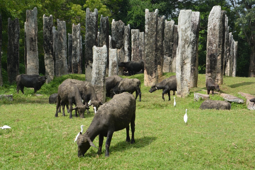 We saw many buffalos, these grazing amongst ancient ruins