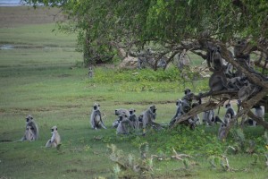 Grey Langurs lolling about in the shade on a stinking hot afternoon