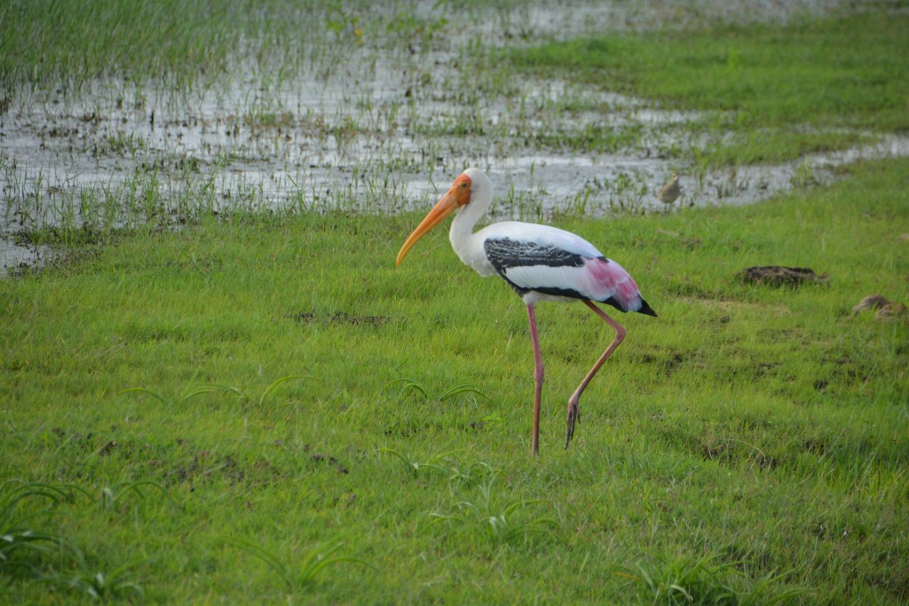 The Painted Stork - my favourite bird in Yala