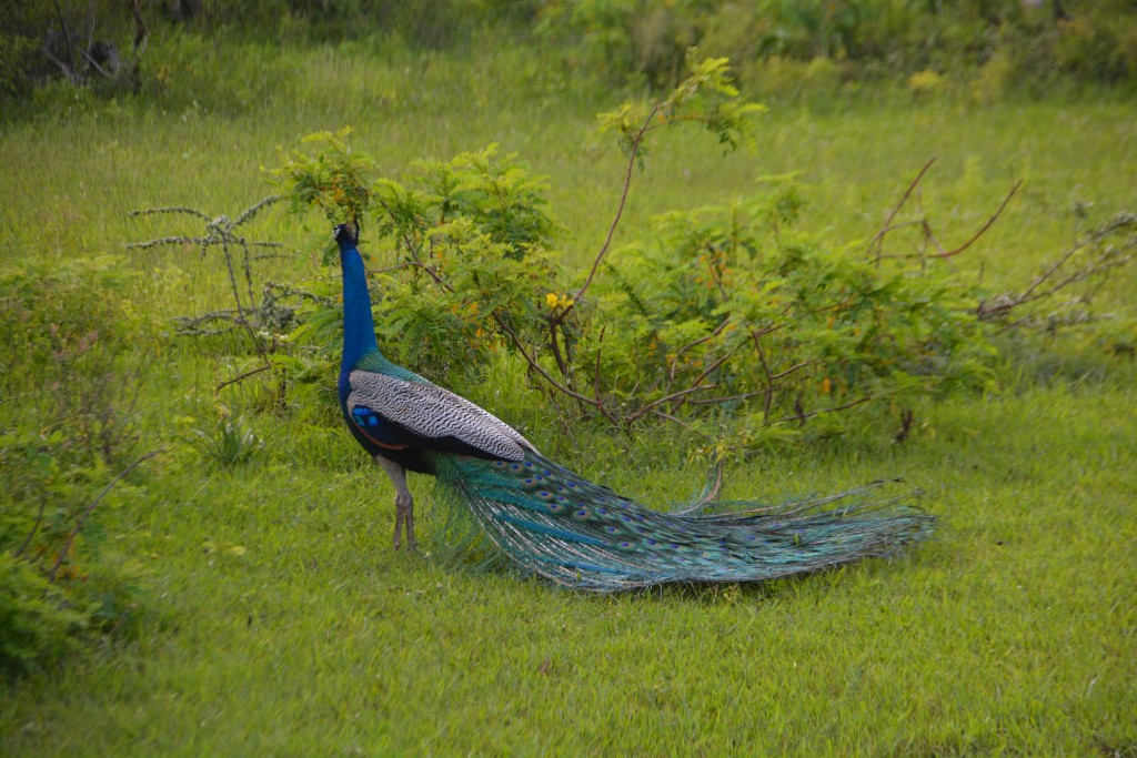 Come on - show us your feathers! We saw many peacocks and peahens during our safaris