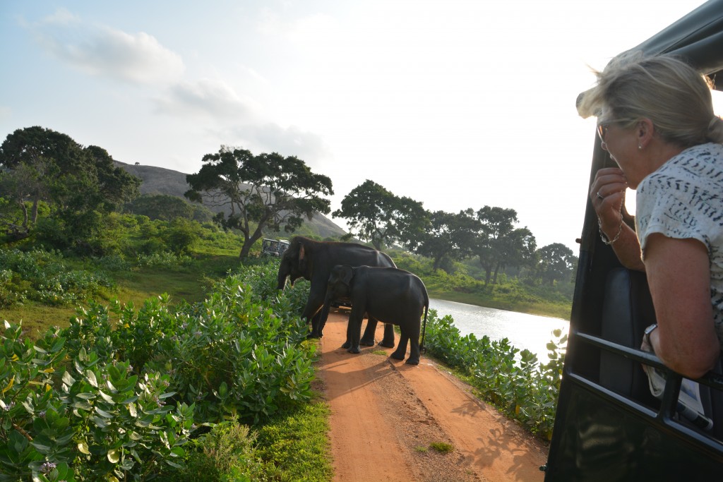 These elephants didn't worry about us at all, just passing through the long line of safari jeeps