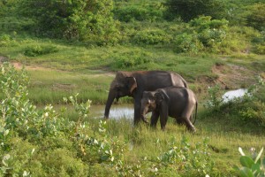 No, these are not leopards but Yala National Park had many highlights