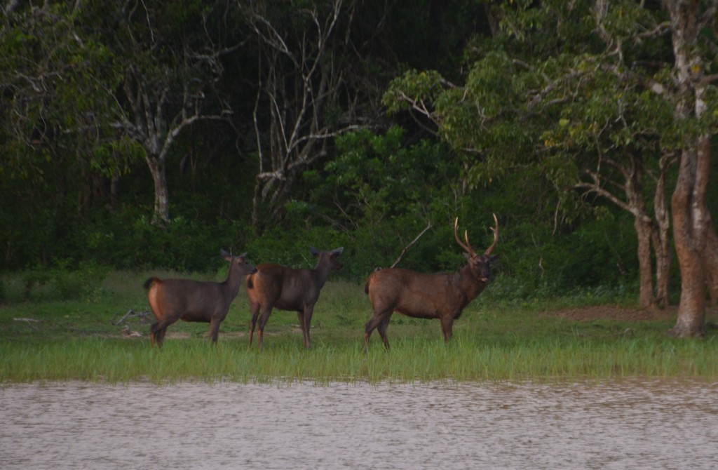 Sambur deer at sunset - large regal animals who cut quite a pose