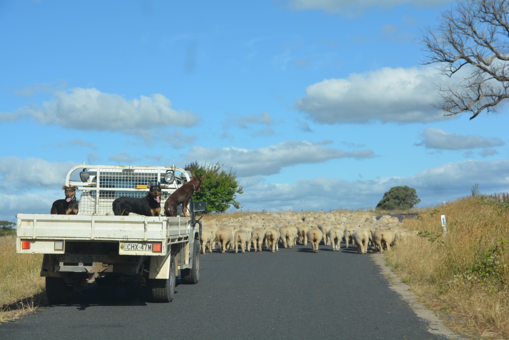 There are plenty of obstacles out there when you're exploring the bush!