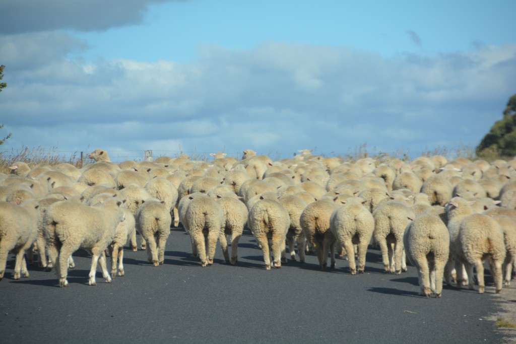 And a final lesson learned - if you're not the lead sheep the view is always the same