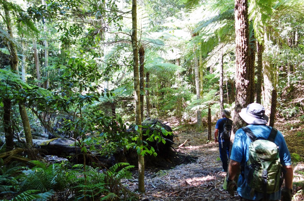 Constance Gorge provided a magic rain forest to explore, including hidden waterfalls, ancient trees and steep cliff walls