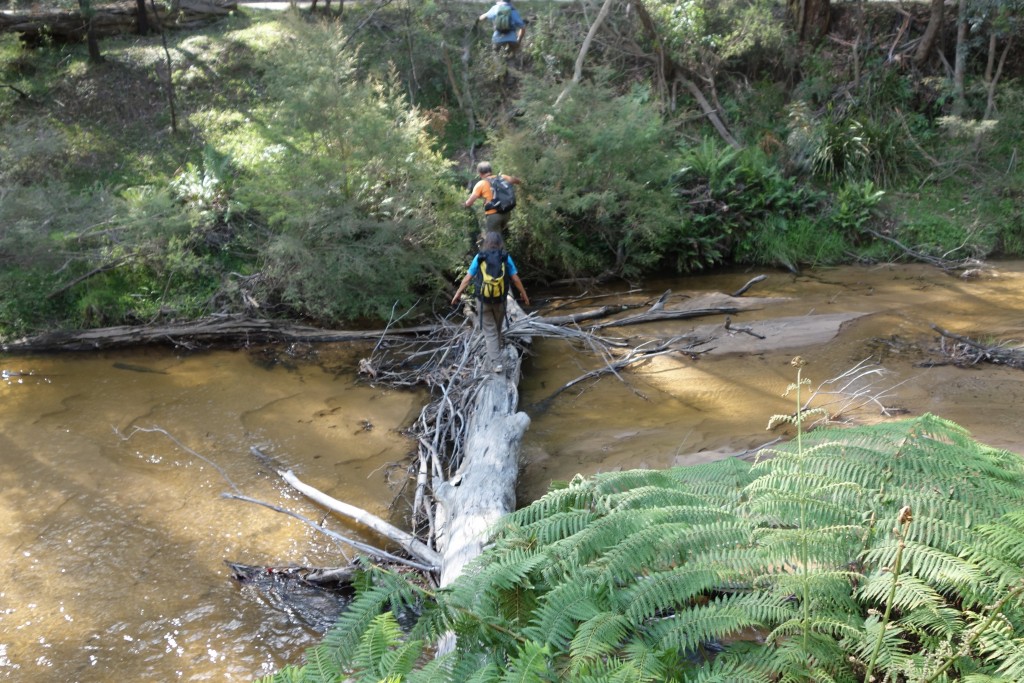 The last obstacle for our tired legs - a fallen log across the shallow Wolgan River