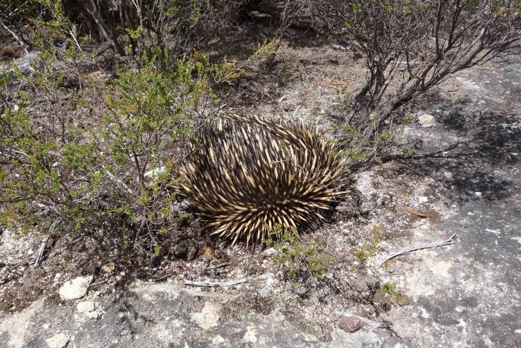 Don't look at me - a spiky echidna is hiding his face and hoping we don't see him