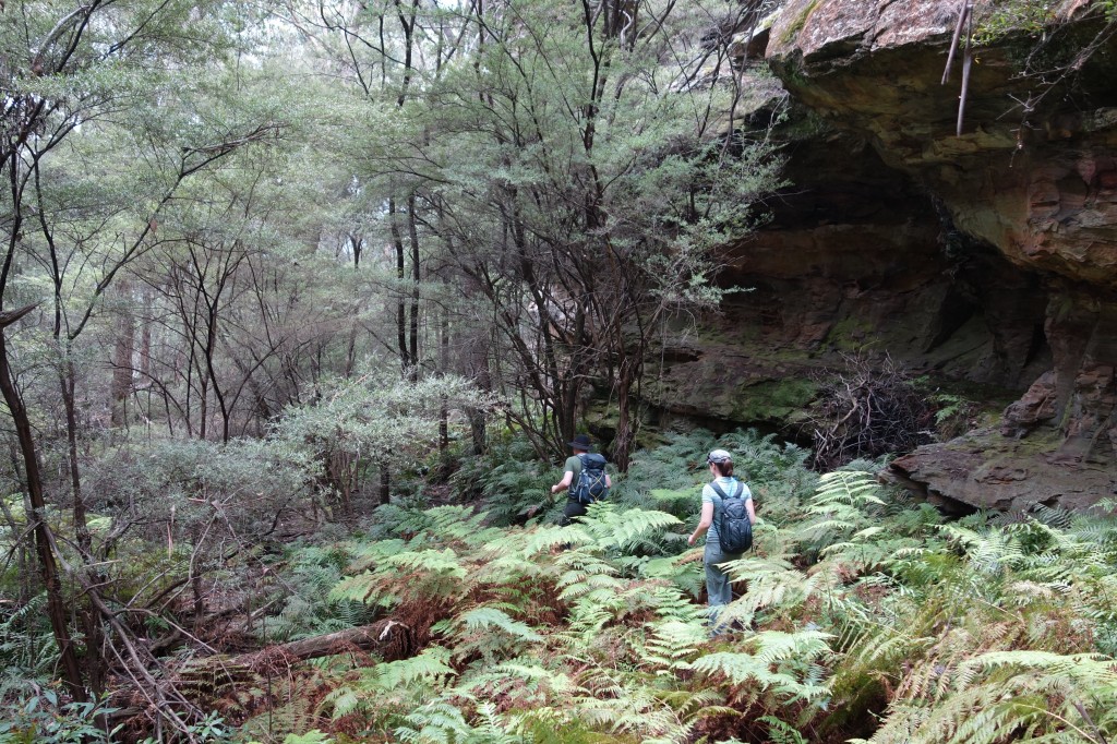 The start of the tricky descent - this is the easy part through a forest of ferns