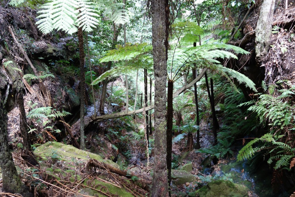 The exit gully from one of our walks involved climbing down this deep rainforest micro-environement with huge palms and moss-covered rocks