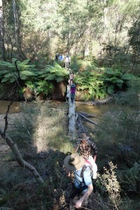 The last act of a great walk in the Wolgan bush - crossing the Wolgan River on a fallen log