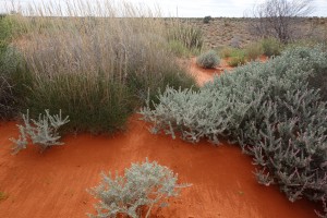 The desert held many beautiful wonders with the contrast of the red sand and the varying plants
