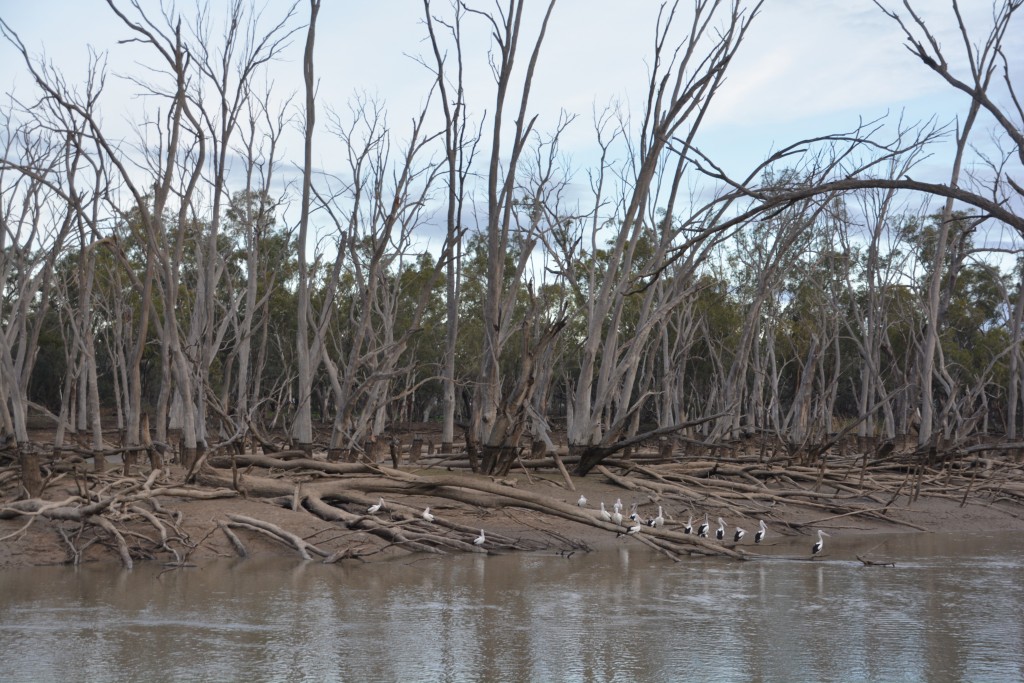 The muddy banks of the Murrumbidgee River marked our first night's camp - complete with pelicans