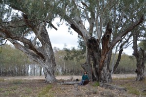 Julie is dwarfed by these massive River Red gums, full of character after a hard life