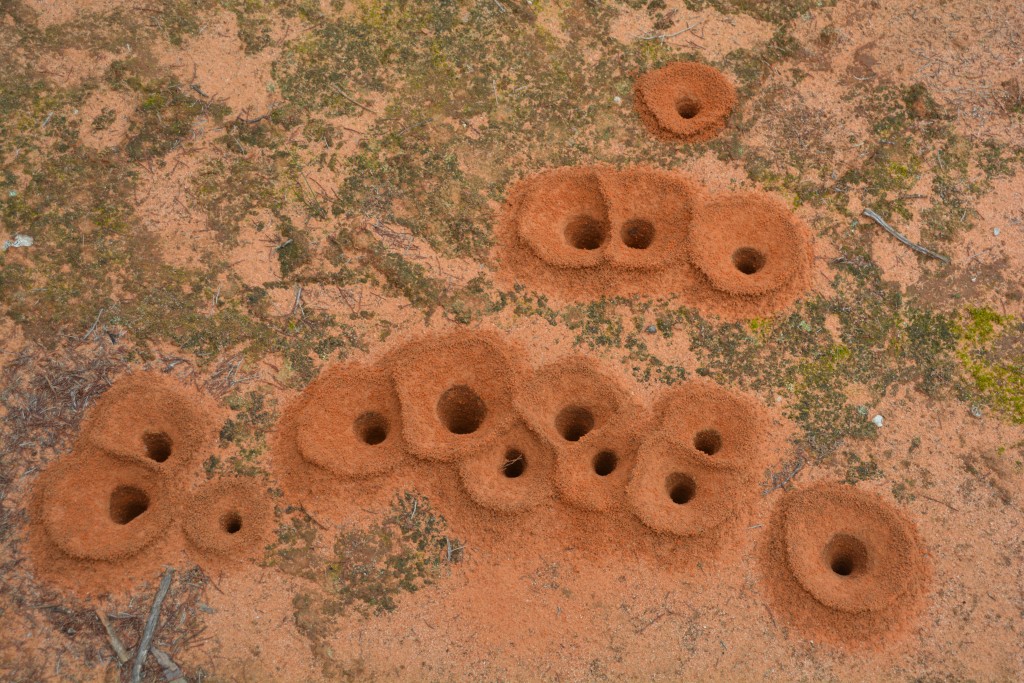 Very industrious ants built amazing homes in the soft red sand