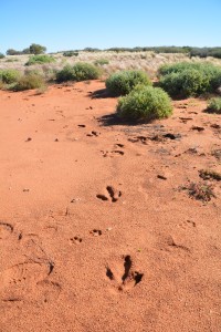 Giant emu prints in the soft sand look almost dinosauric
