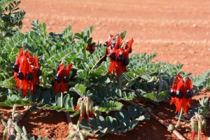 The very rare and quite odd looking Sturt Desert Peas growing on the side of the road