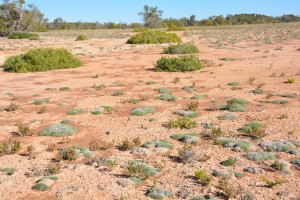 The desert has many colours in it