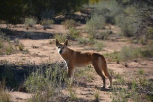 A beautiful shiny dingo watched us with curiosity