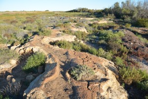 Purni Bore was an odd place - a natural spring unnaturally capped but still showing life