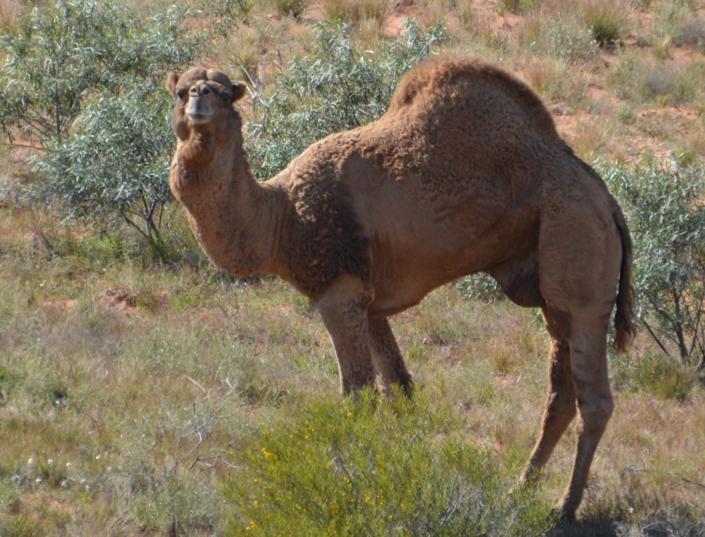 Are you looking at me? A very casual and somewhat curious camel strolled across our path