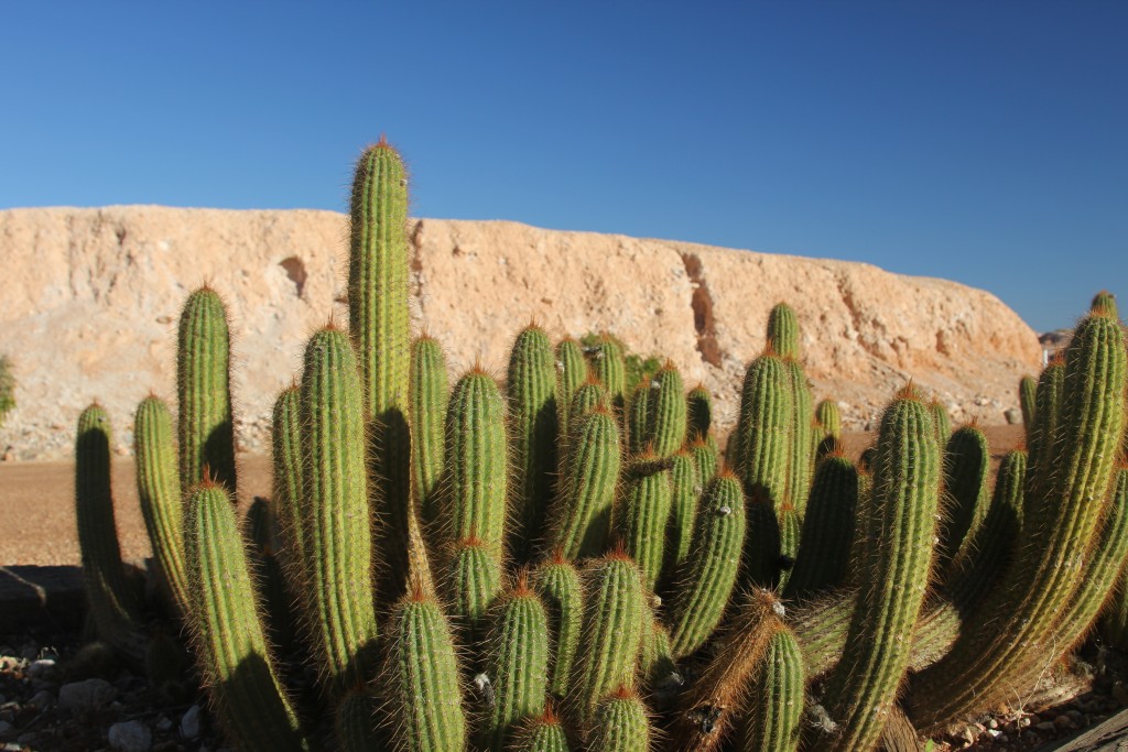 Cactus seem to be about the only thing that can grow around Cooper Pedy. Photo: Jessica