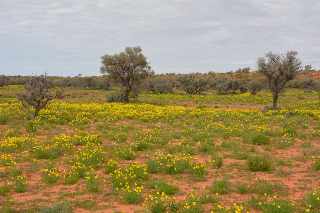 Sometimes we would come to a field of bright yellow flowers