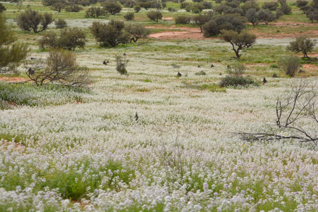 And on other occasions it would be a field of white flowers that from a distance looked like it had snowed