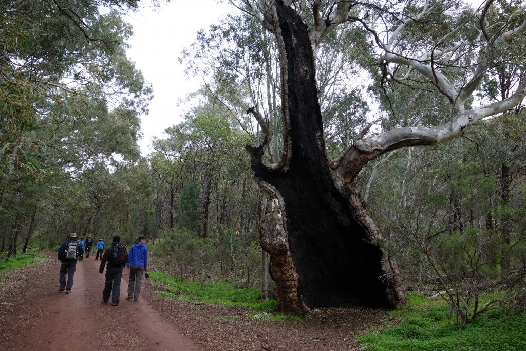 The walk out of Wilpena Pound passed all sorts of amazing trees
