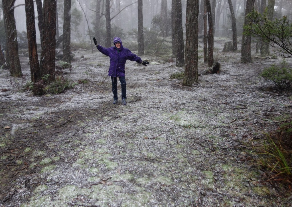 Singing in the snow - tall majestic gum trees covered in the white stuff
