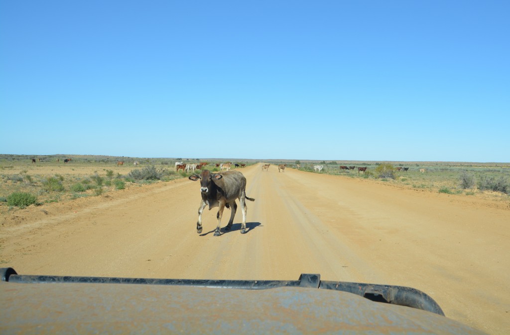 It was almost a case of bull vs bull bar but after due consideration he decided to step aside