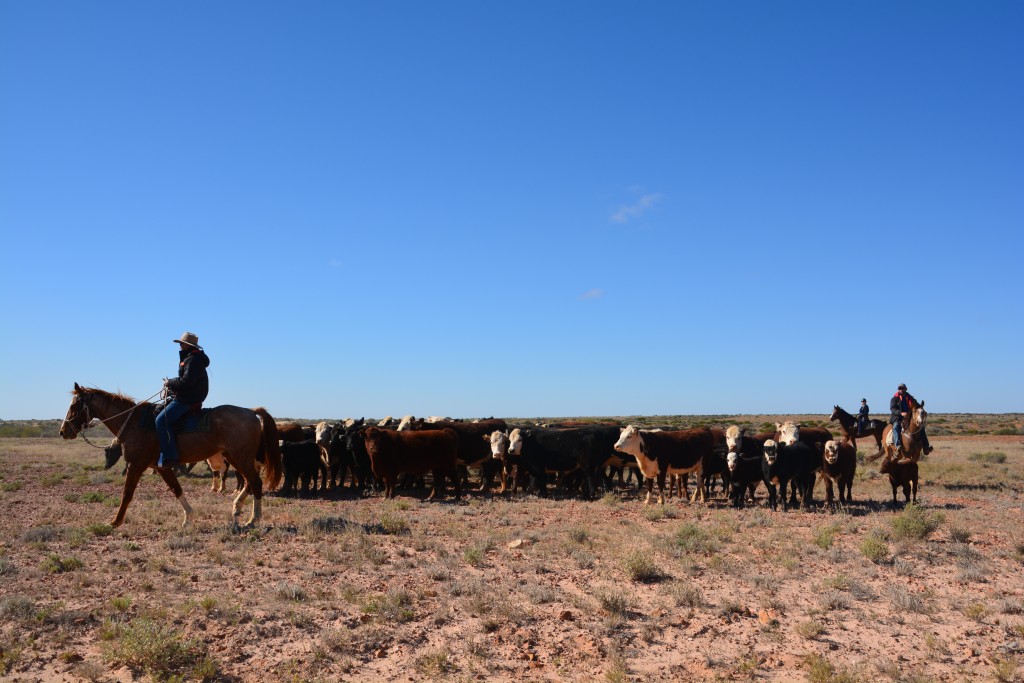 Occasionally we had to share the desert with cattle and cowboys