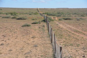 The dingo fence, stretching across this barren land to keep wild dogs in...or out