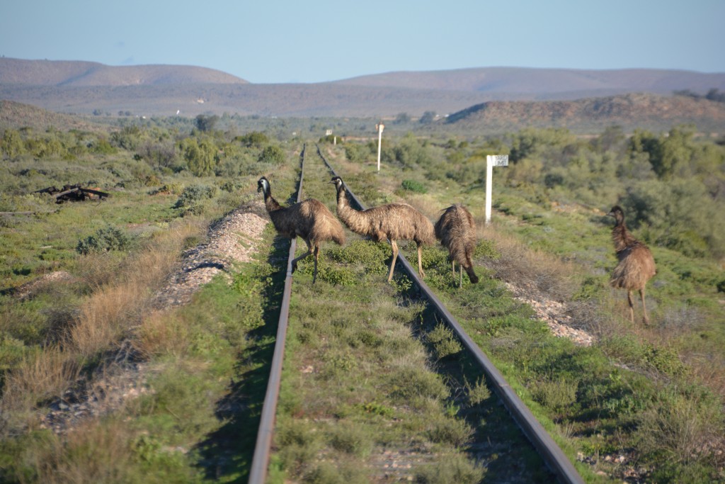 Choo choo - Emus confidently cross the abandoned rail tracks near Leigh Creek