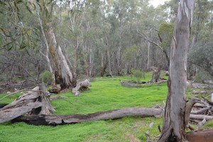 We walked through beautiful groves of trees in the protected gorge of Wilpena Pound