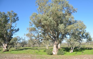 The River Red Gums guarded the banks of all the dry creek beds in the area