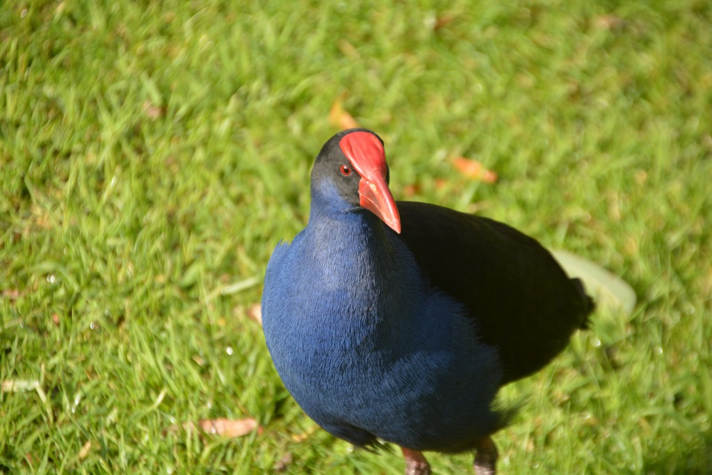 We were entertained during our picnic lunch on the shores of one of these volcanic plug lakes by a curious and colourful bird