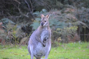 Our camping buddy Lefty