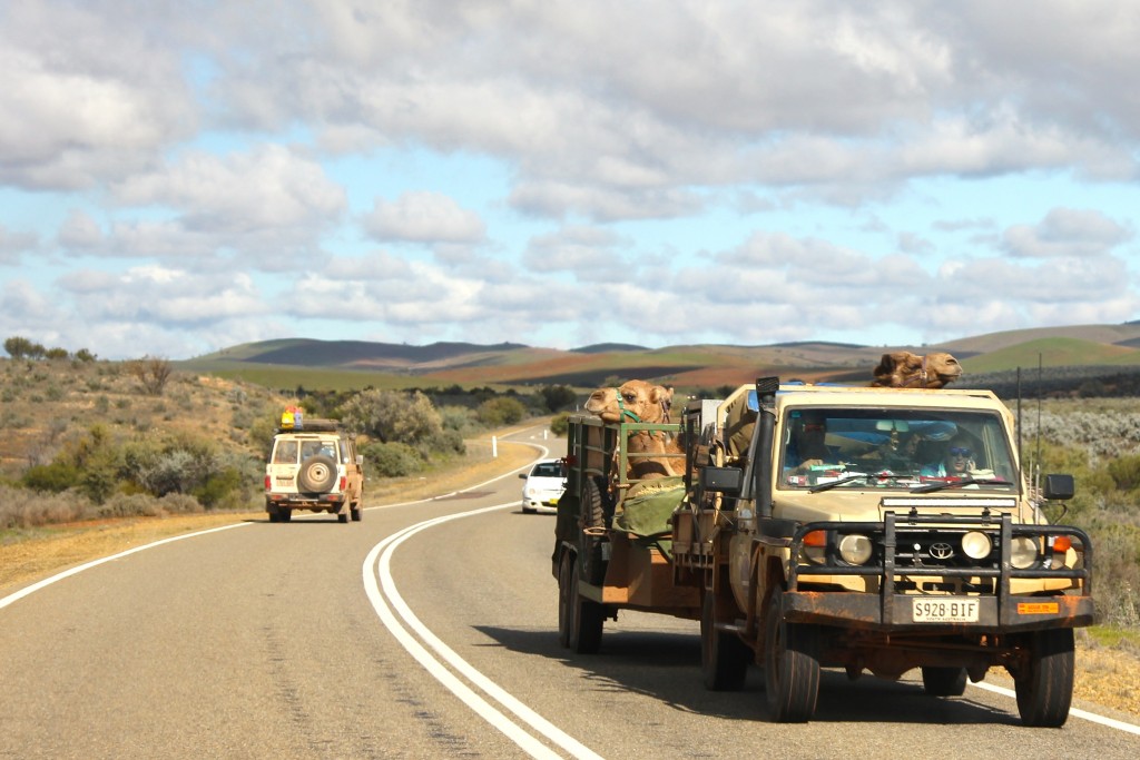 And there we were, driving along the road, when we came across two camels travelling in the other direction