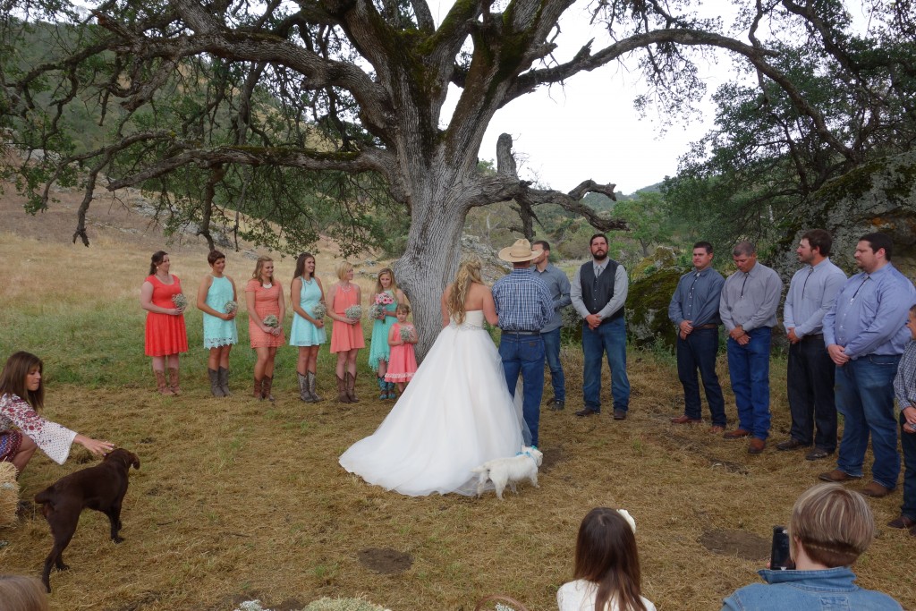 Bryn and Bryan marrying country style under a huge oak tree on the family ranch