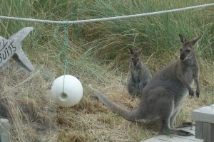 Friendly wallabies come down near the beach house to see what's cooking