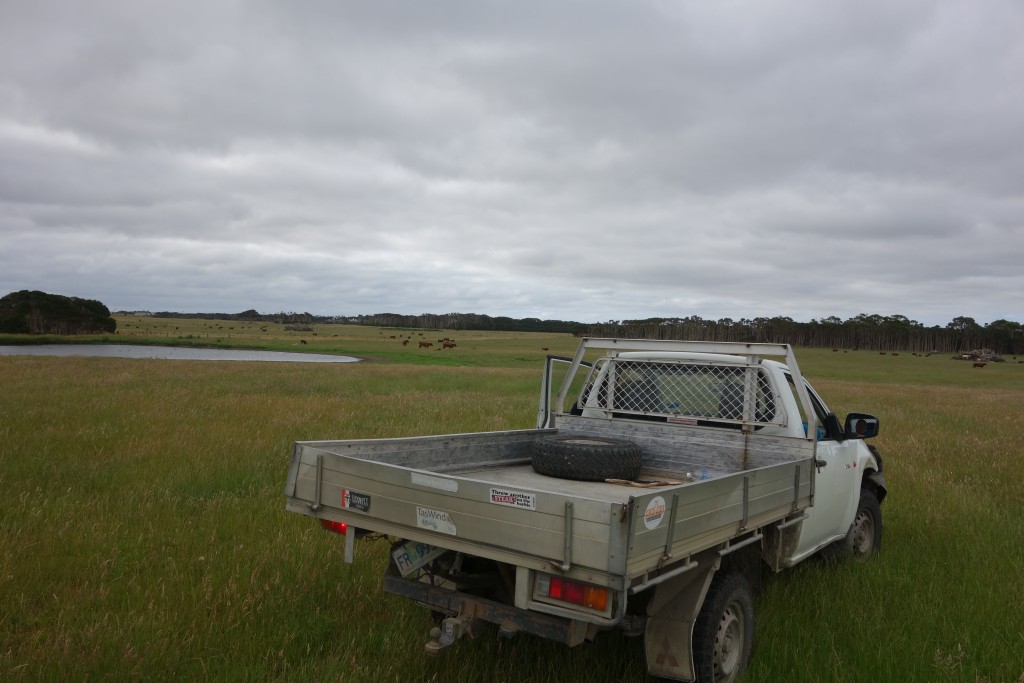 Roger's ute pauses in the middle of this rich paddock with healthy cattle all around