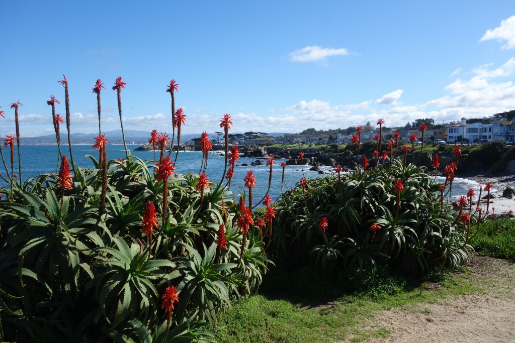 Colourful plants, blue skies, sparkling ocean and rocky coastline made for great viewing