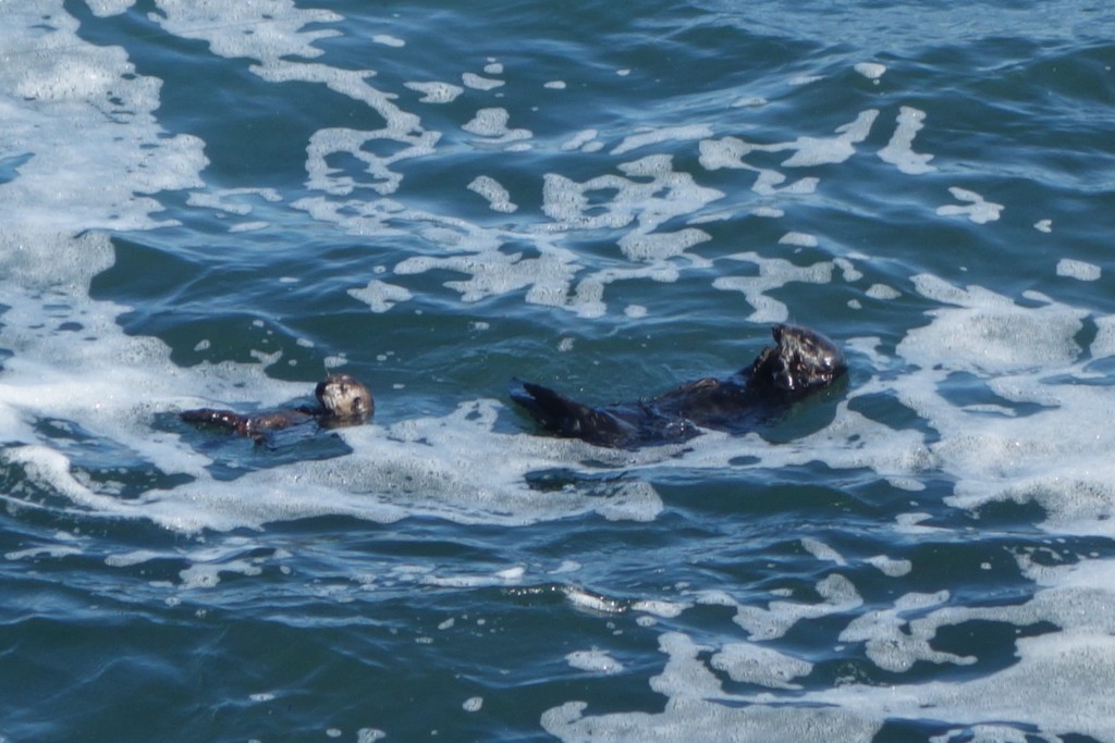 A sea otter and her baby play in the surf near a rocky outcrop